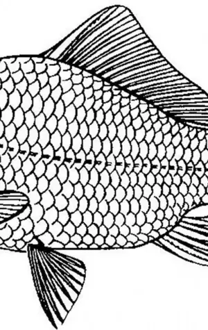 Рыбка Карасик раскраска для детей