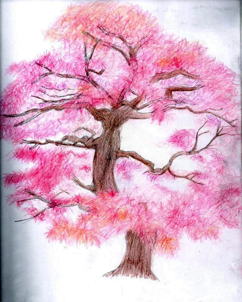 Сакура простым карандашом дерево