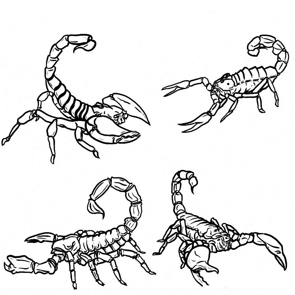 Scorpion вид сбоку
