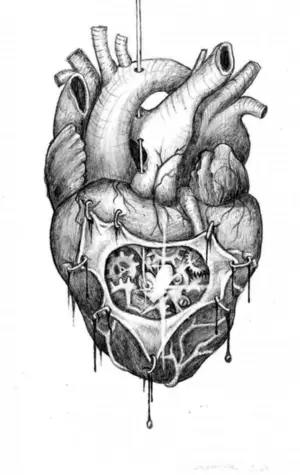 Сердце анатомия скетч