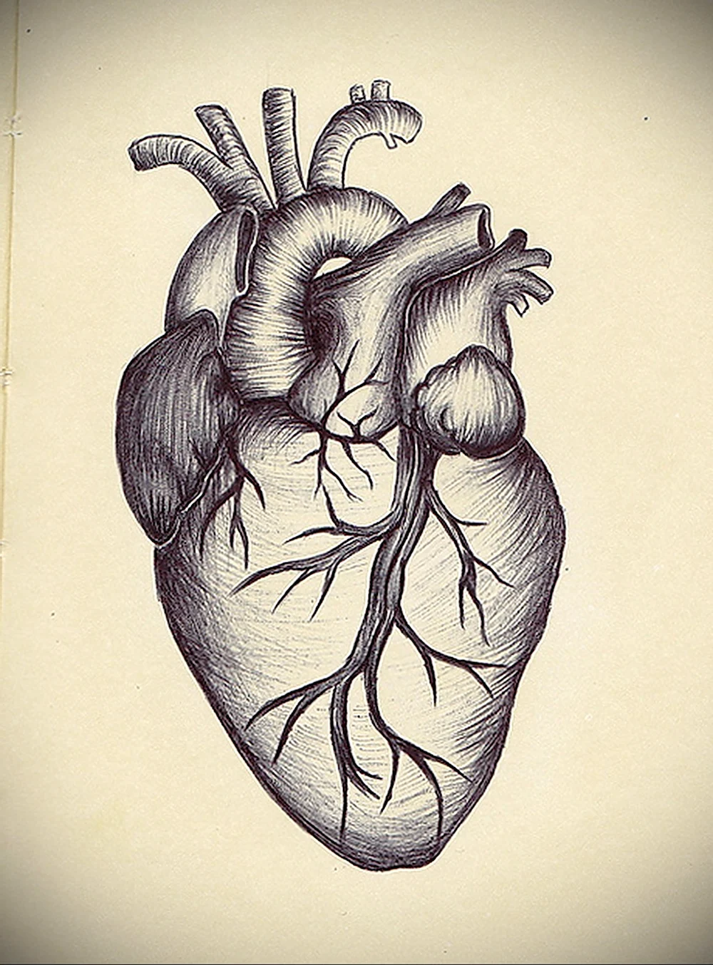 Сердце человека анатомия