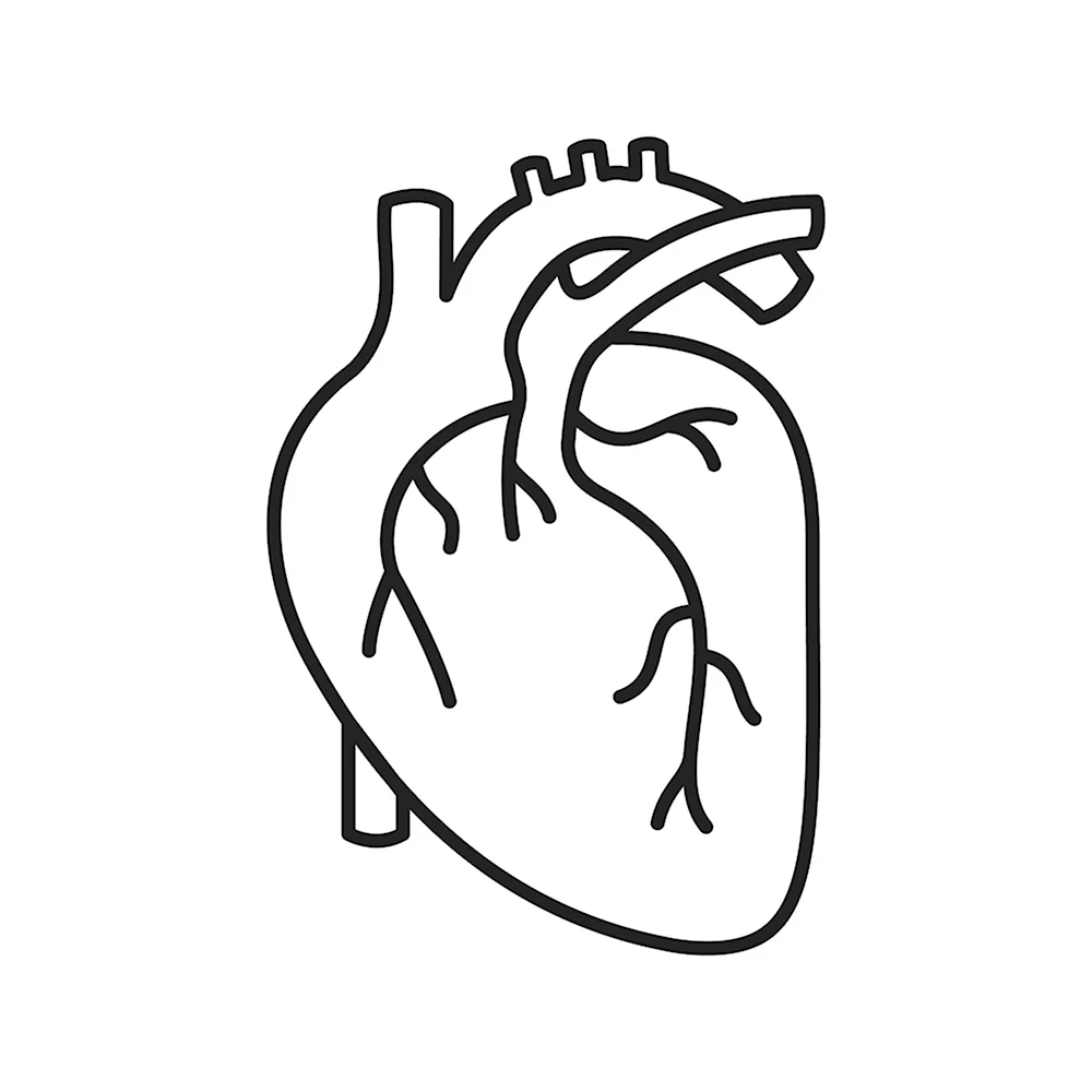 Сердце человека контур