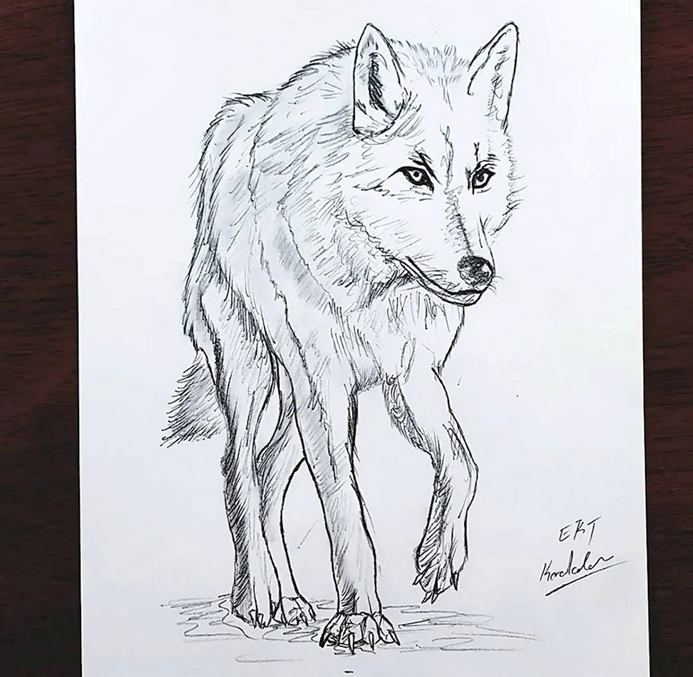 Серый волк рисунок карандашом