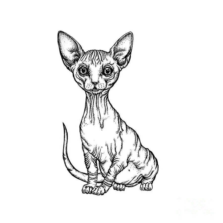 Сфинкс кошка