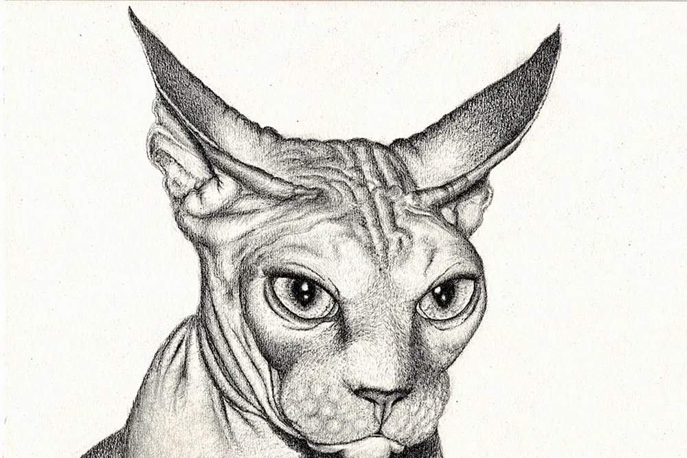 Сфинкс кошка карандашом
