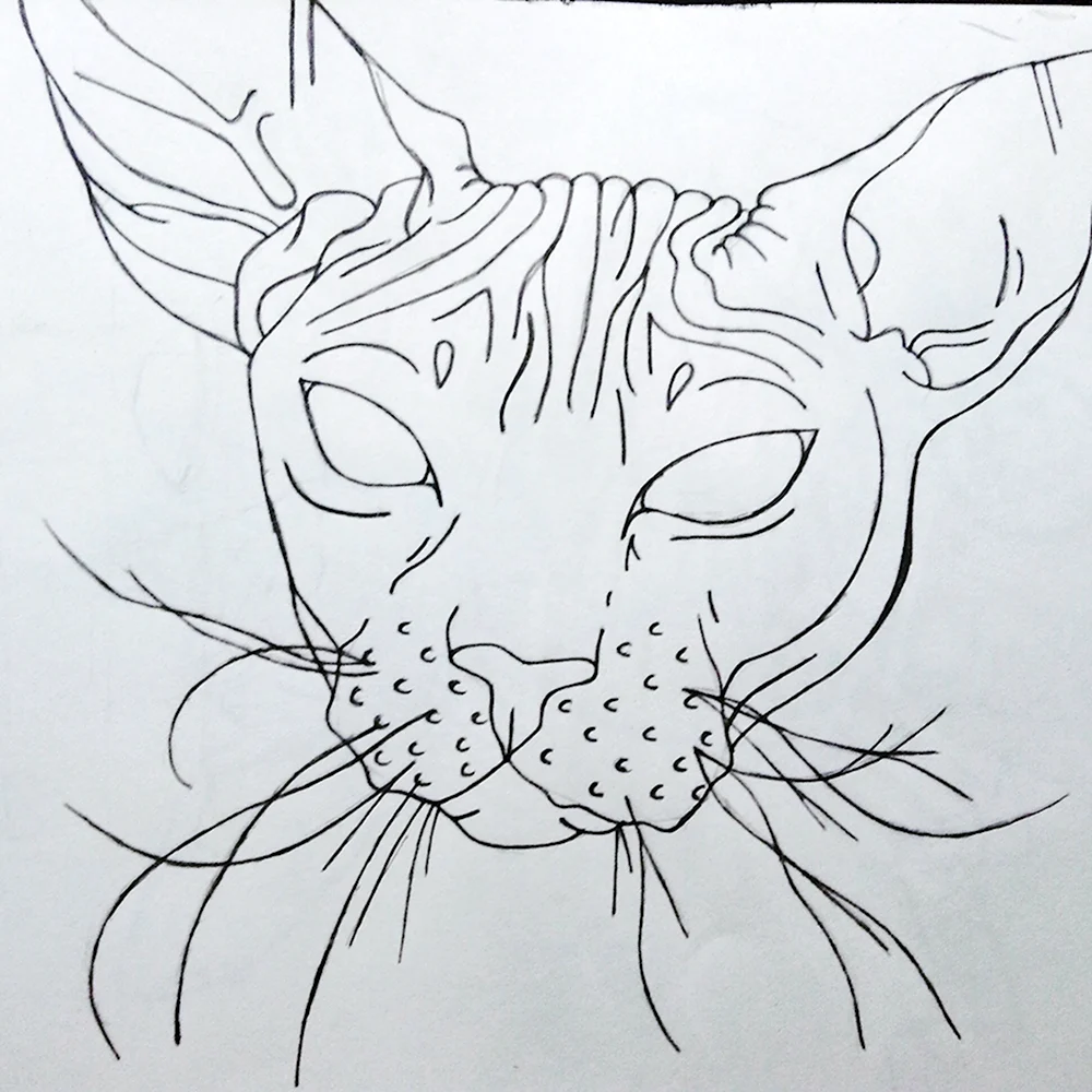 Сфинкс кошка рисунок легкий