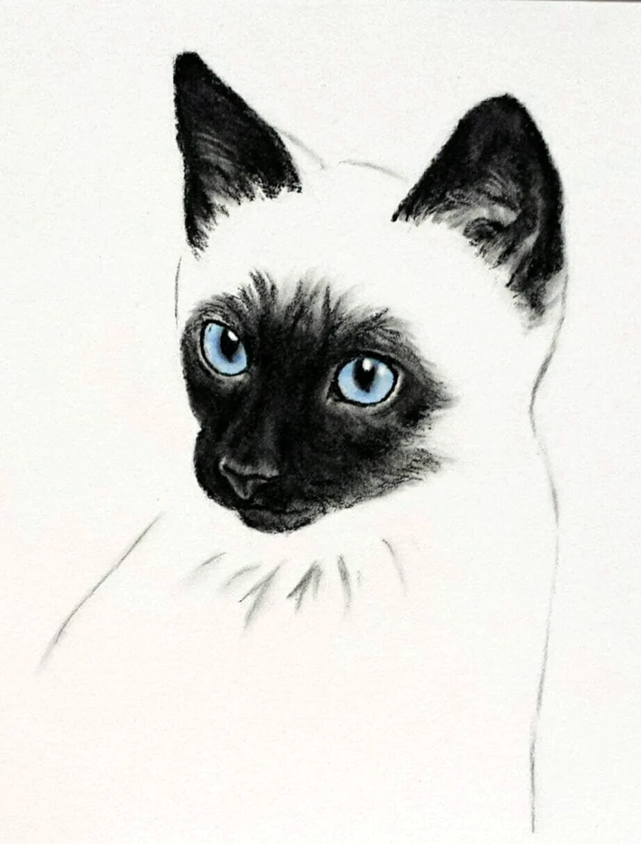 Сиамская кошка карандашом