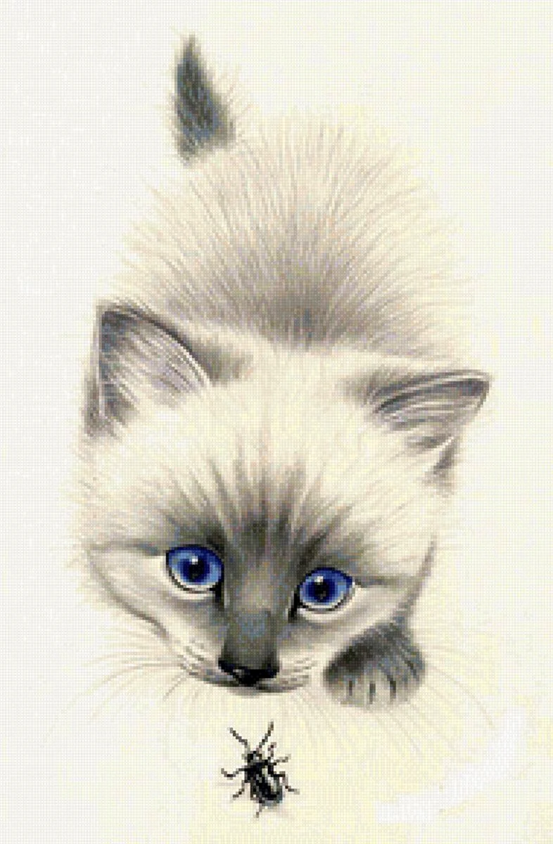 Сиамский кот цветными карандашами
