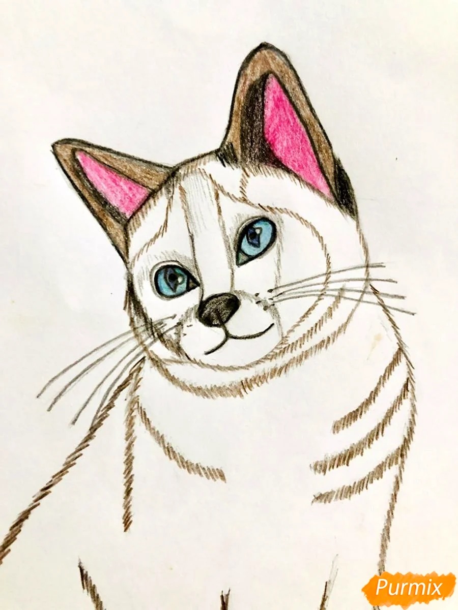 Сиамский котёнок рисунок лёгкий