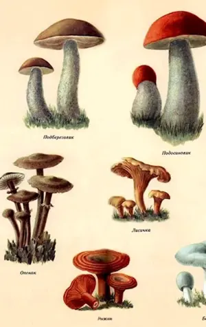 Съедобные грибы и несъедобные грибы рисунки