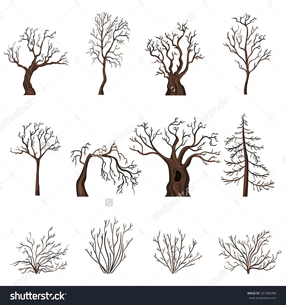 Силуэты деревьев и кустарников зимой