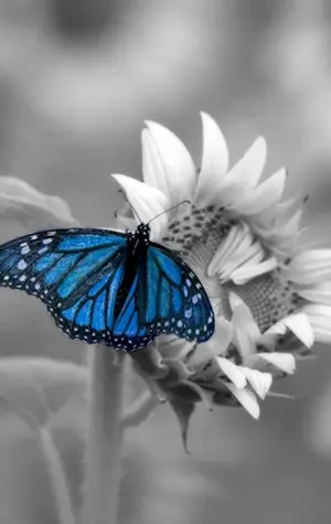 Синяя бабочка на цветке