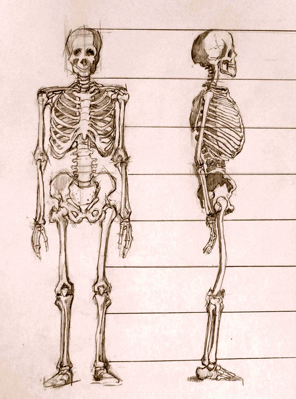 Скелет анатомия Наброски