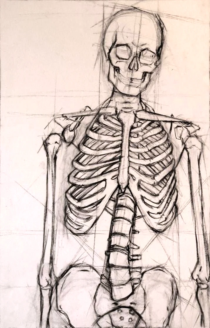 Скелет человека Баммес