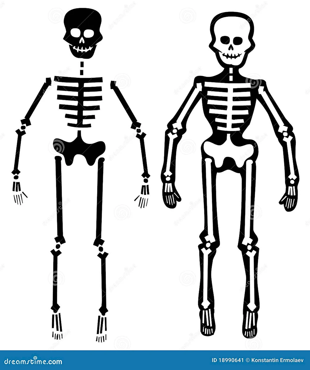 Скелет человека для рисования упрощенный