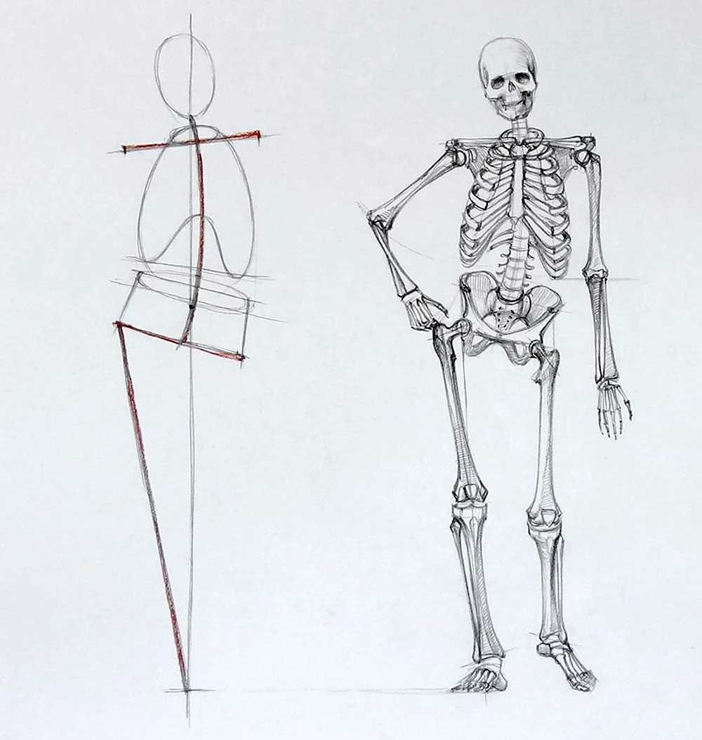Скелет человека контрапост