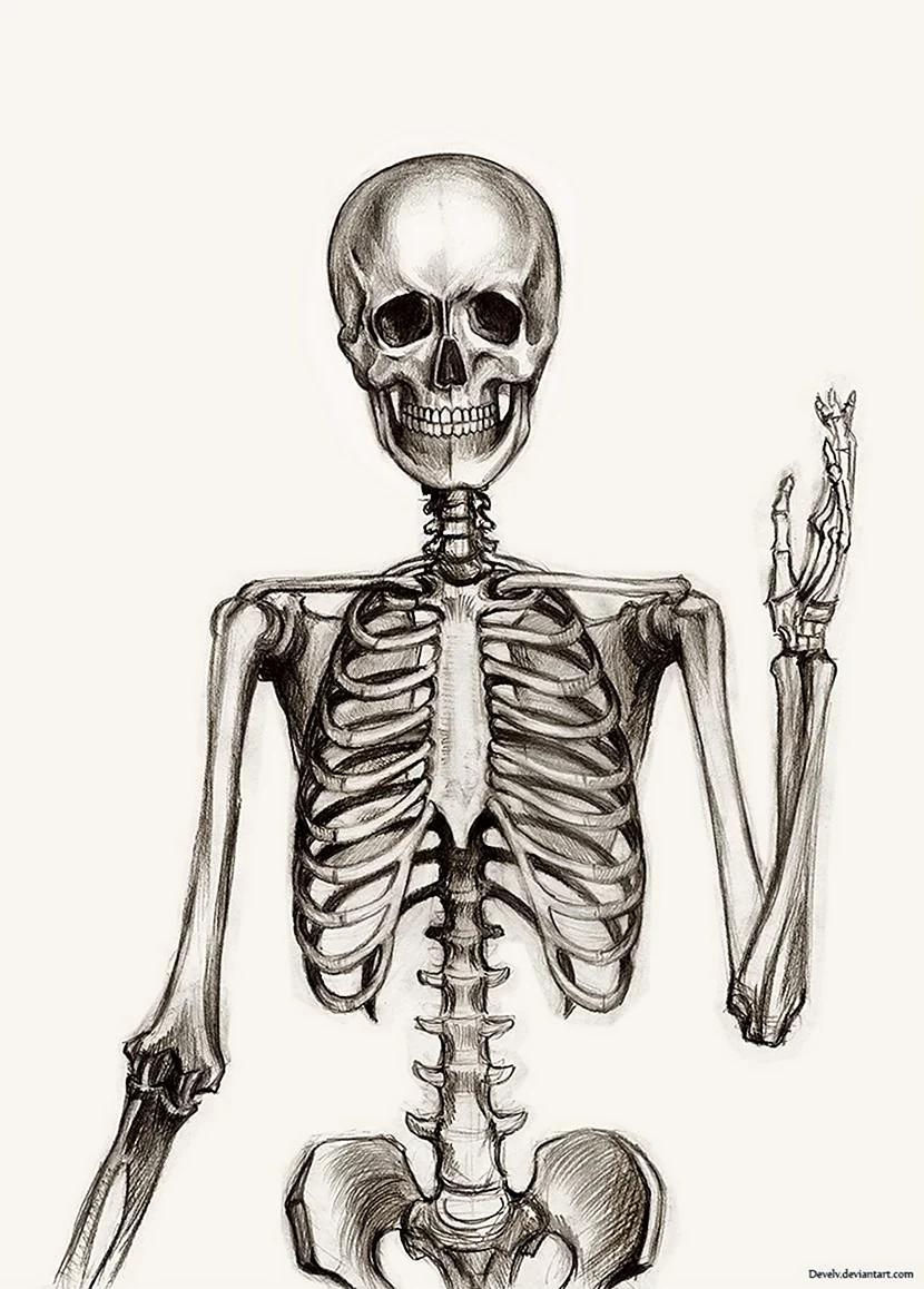 Скелет человека нарисо