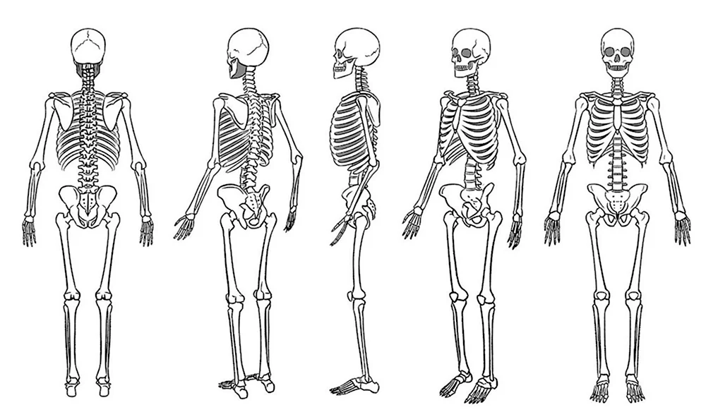 Скелет человека спереди сзади сбоку