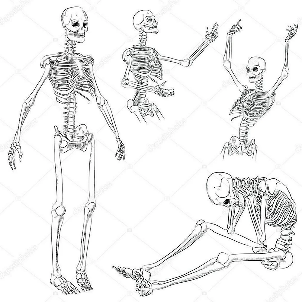 Скелет человека в разных позах