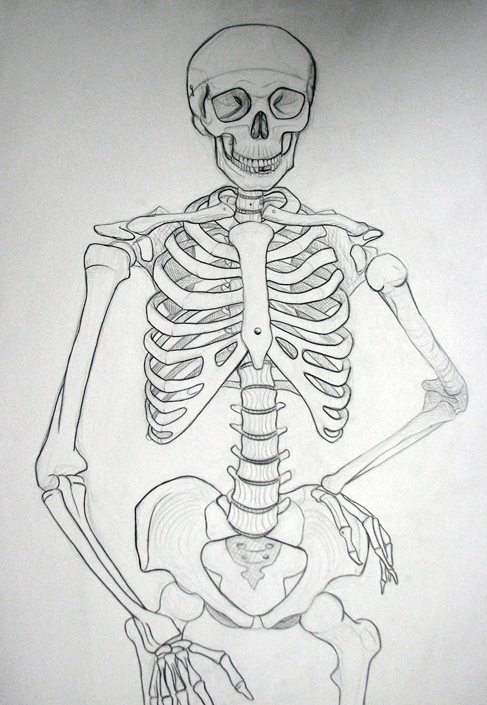 Скелет рисунок
