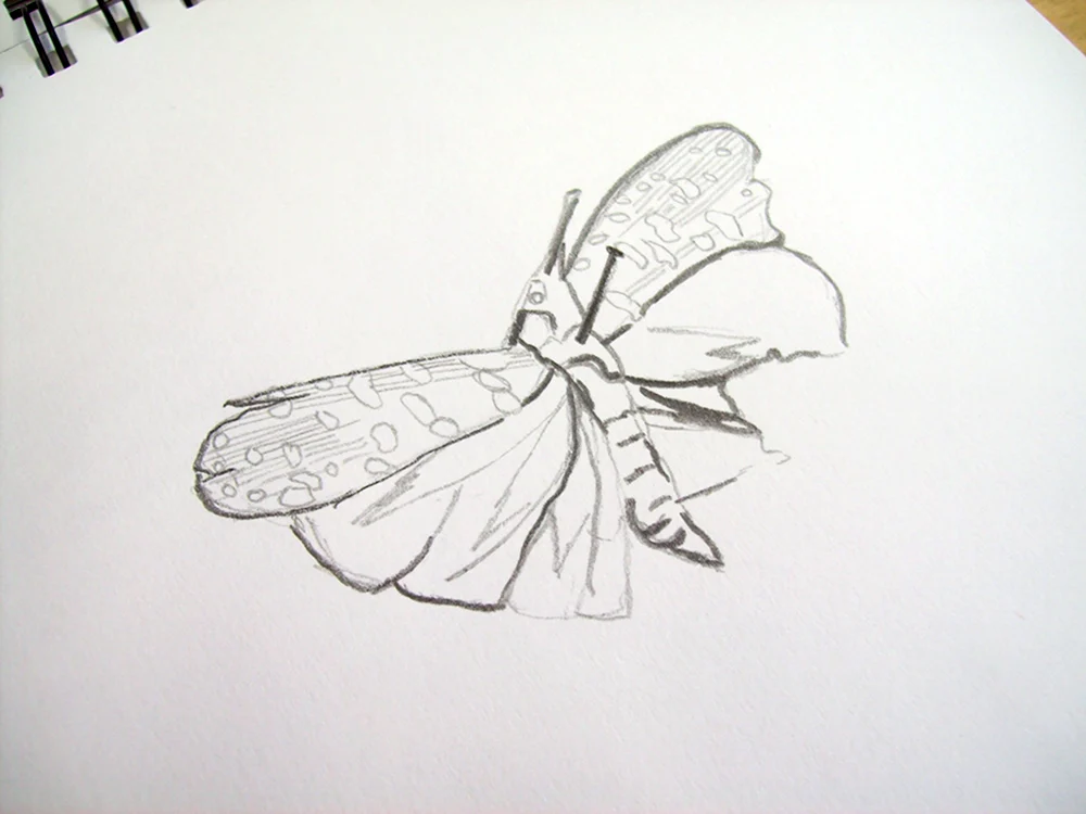 Скетч бабочки карандашом