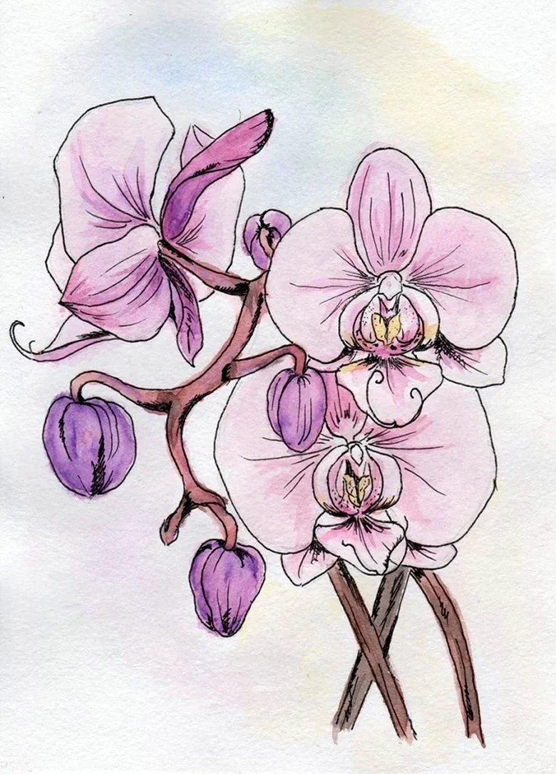 Скетчинг Орхидея