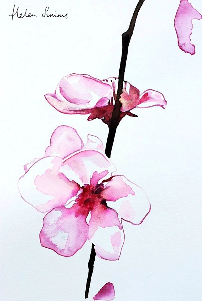 Скетчинг Орхидея