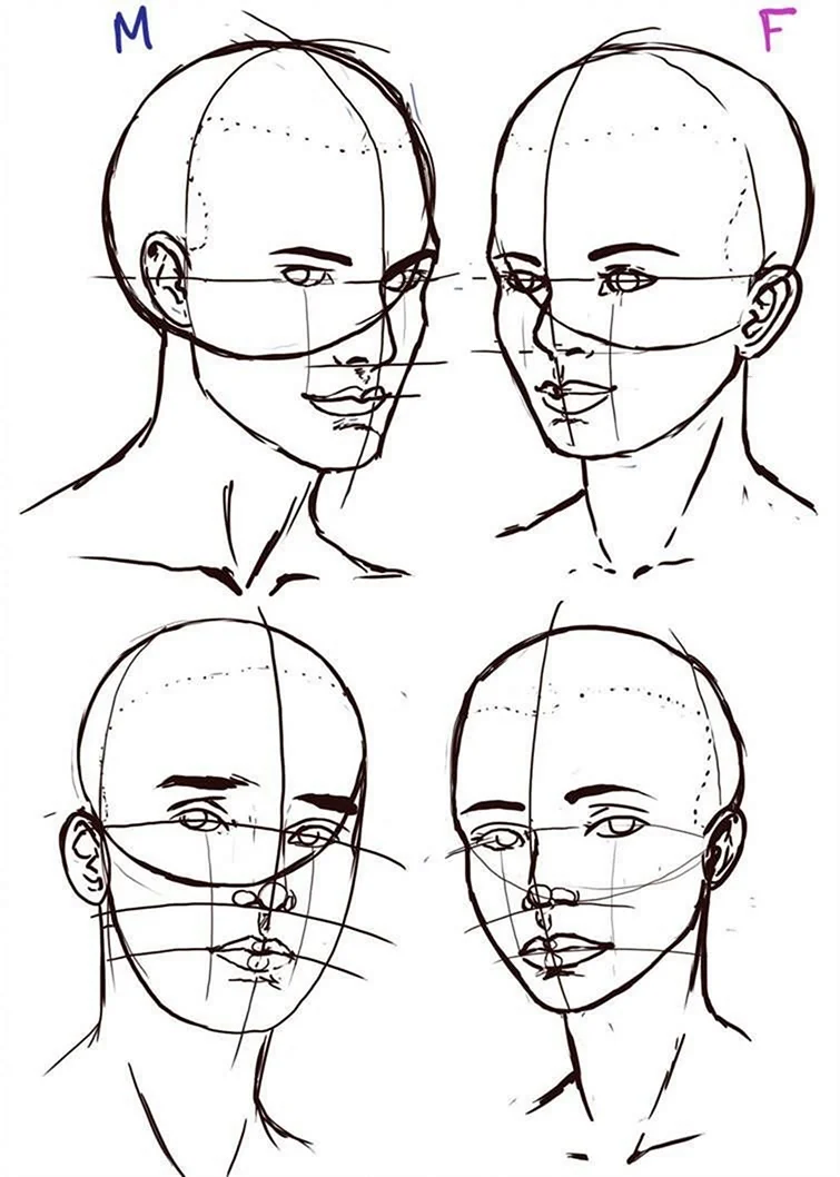 Схема построения головы
