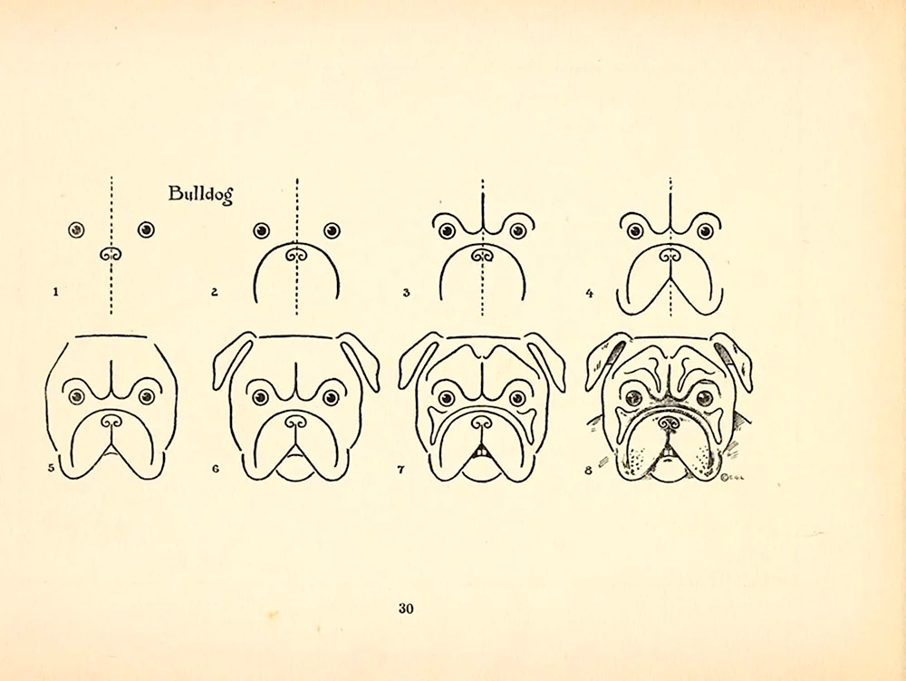 Схема рисования морды собаки