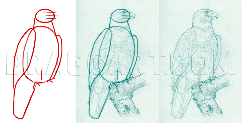 Схема рисования орла