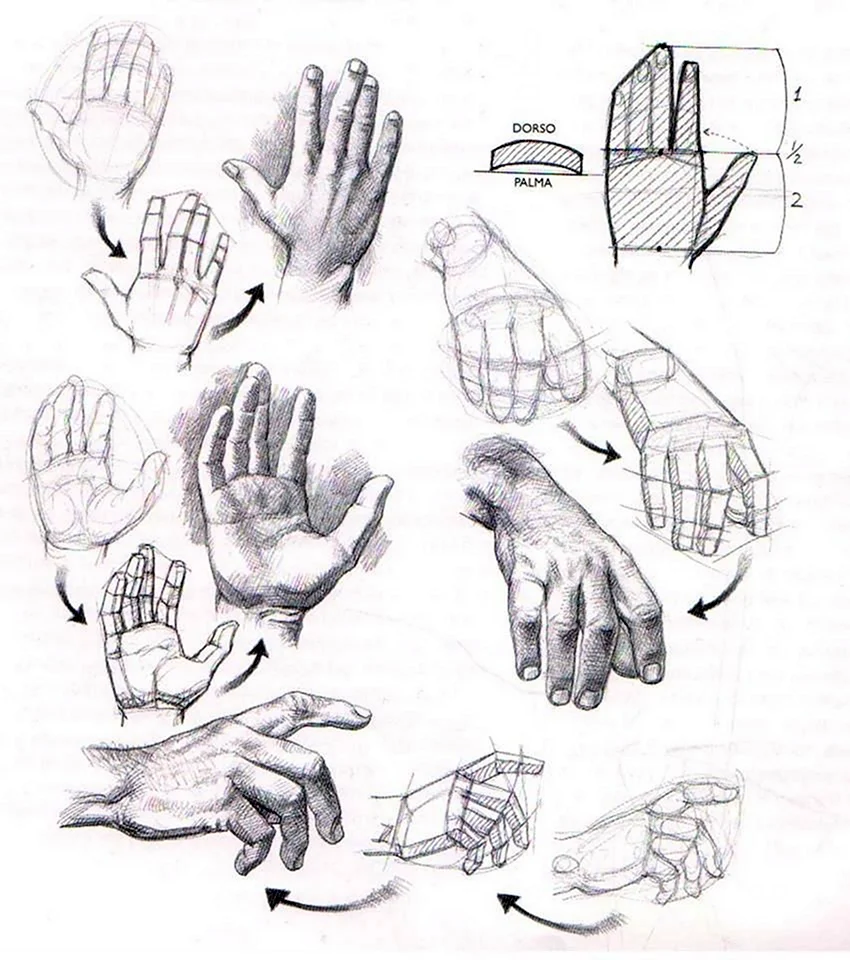 Схема рисования рук