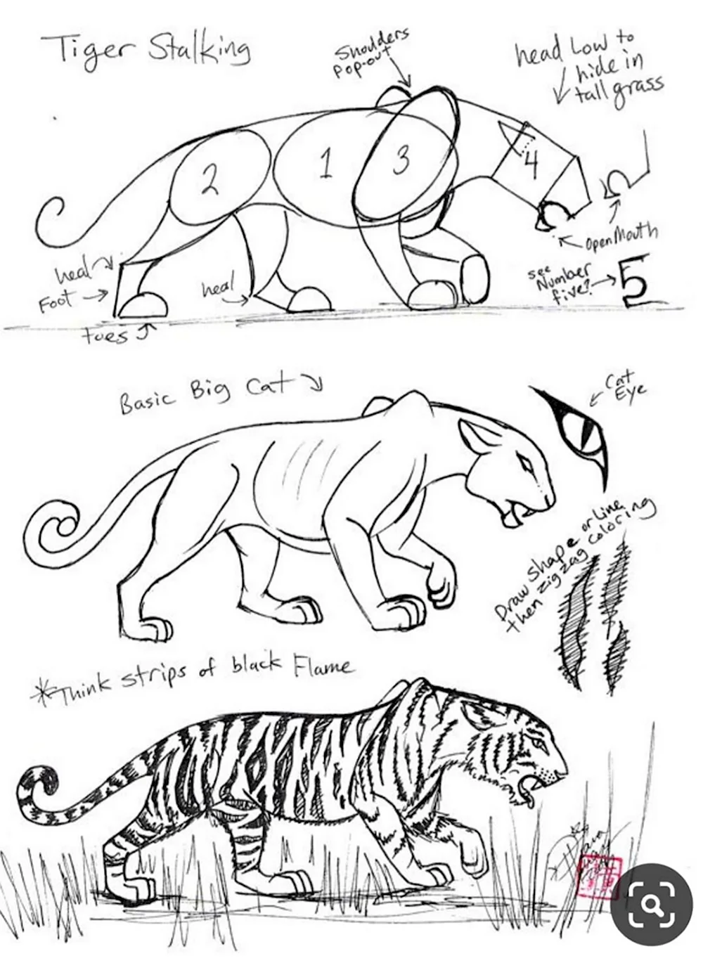 Схема рисования тигра