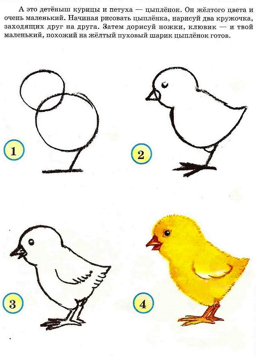 Схемы рисования птиц для дошкольников