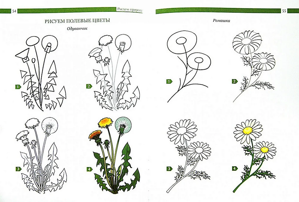 Схемы рисования растений для дошкольников