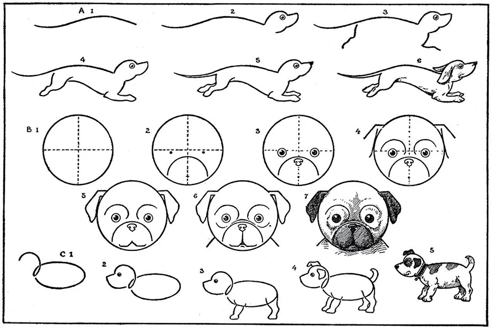Схемы рисования животных