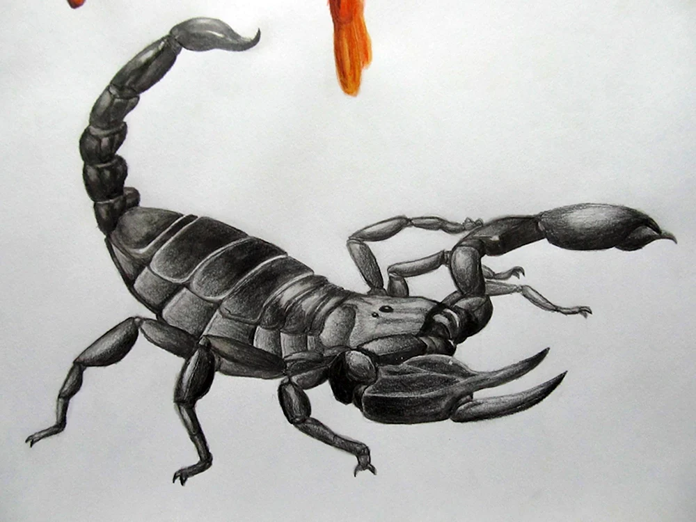 Скорпион рисунок