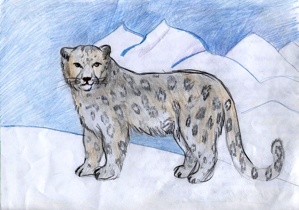 Снежный Барс рисунок
