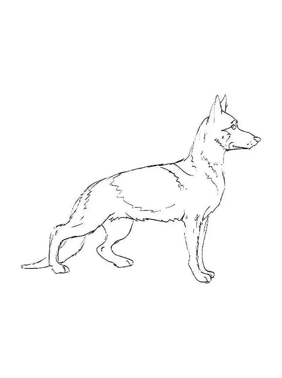 Собака немецкая овчарка сидячая рисунок сбоку