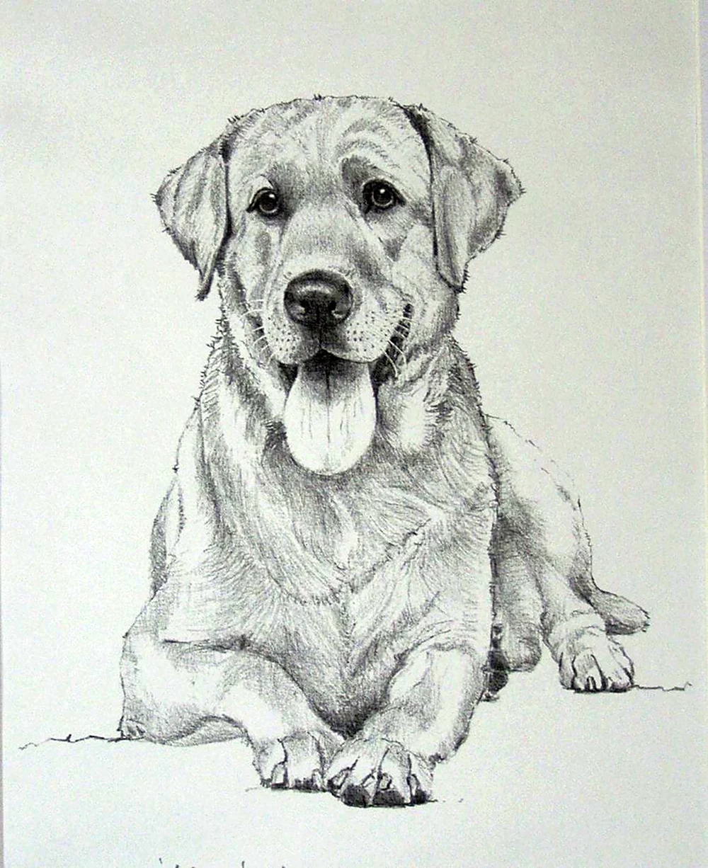 Собака рисунок карандашом