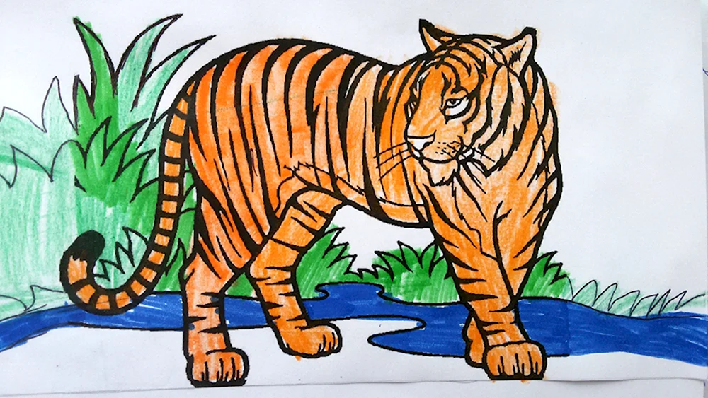 Срисовать Амурского тигра