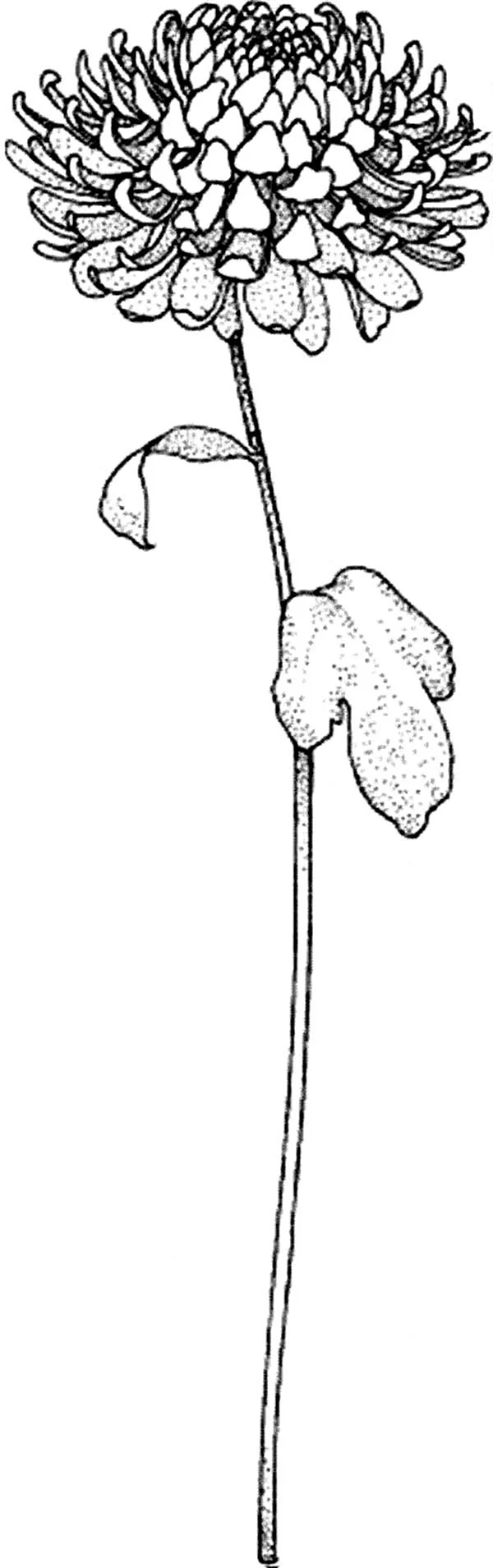 Стебель хризантемы карандашом
