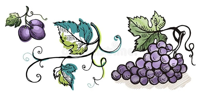 Стилизация винограда в графике