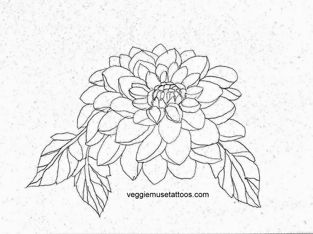 Строение хризантемы рисунок
