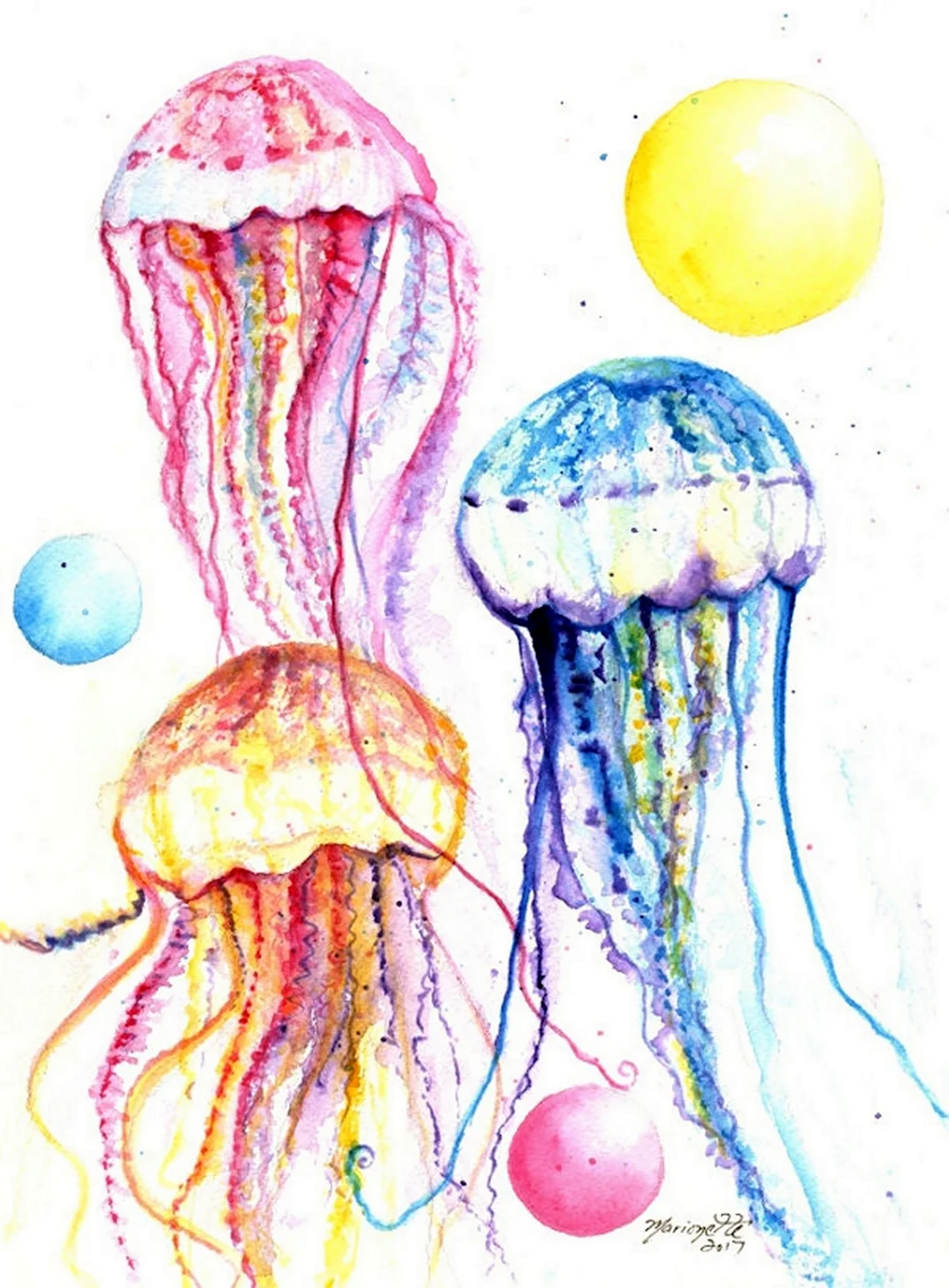 Сцифоидные медузы рисунок