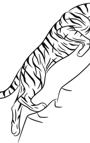 Тигр в прыжке рисунок