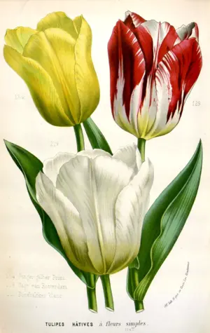 Тюльпан Botanical