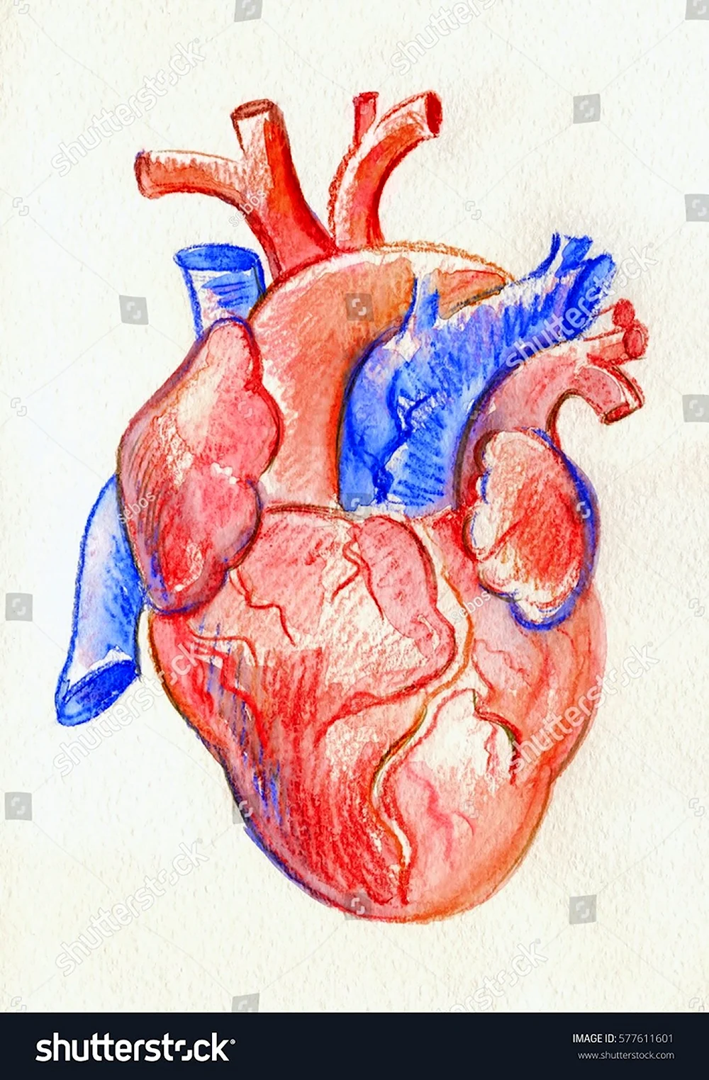 Цветное Анатомическое сердце