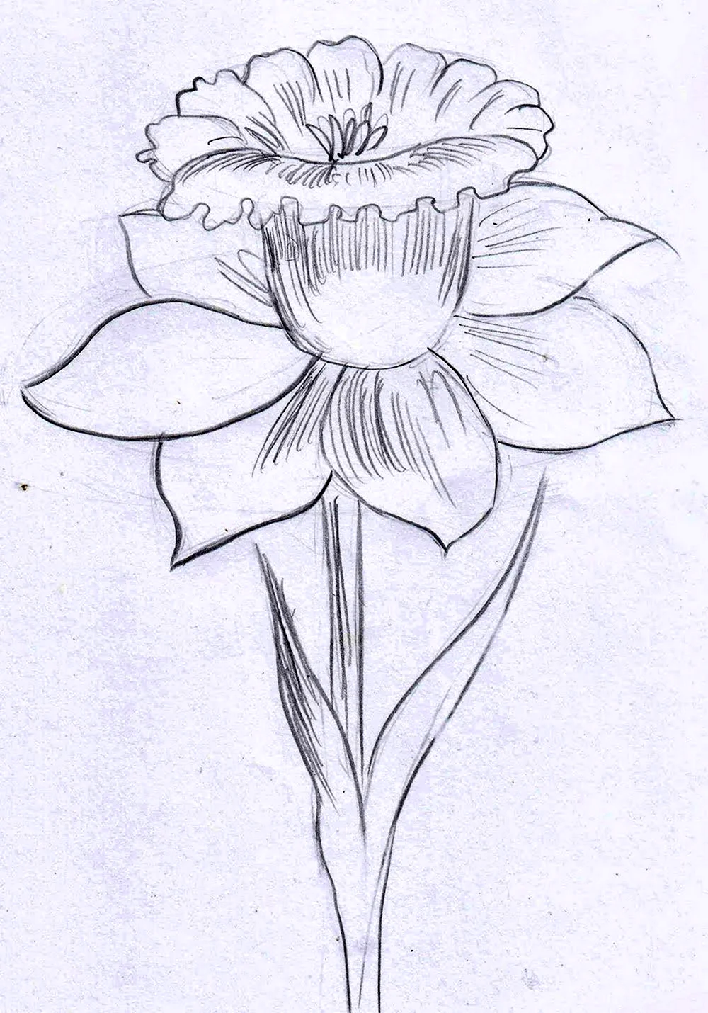 Цветок рисунок карандашом легкий