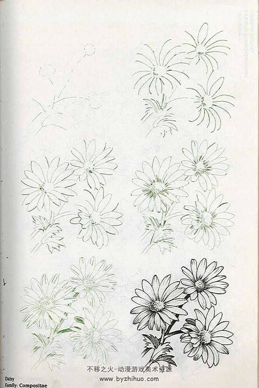 Цветы карандашом для срисовки ромашки
