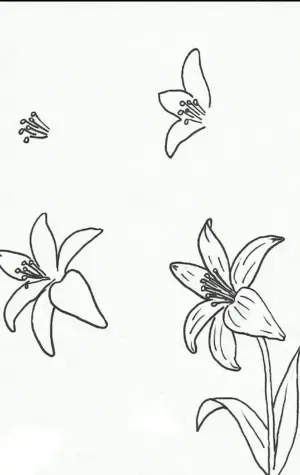 Цветы простым карандашом